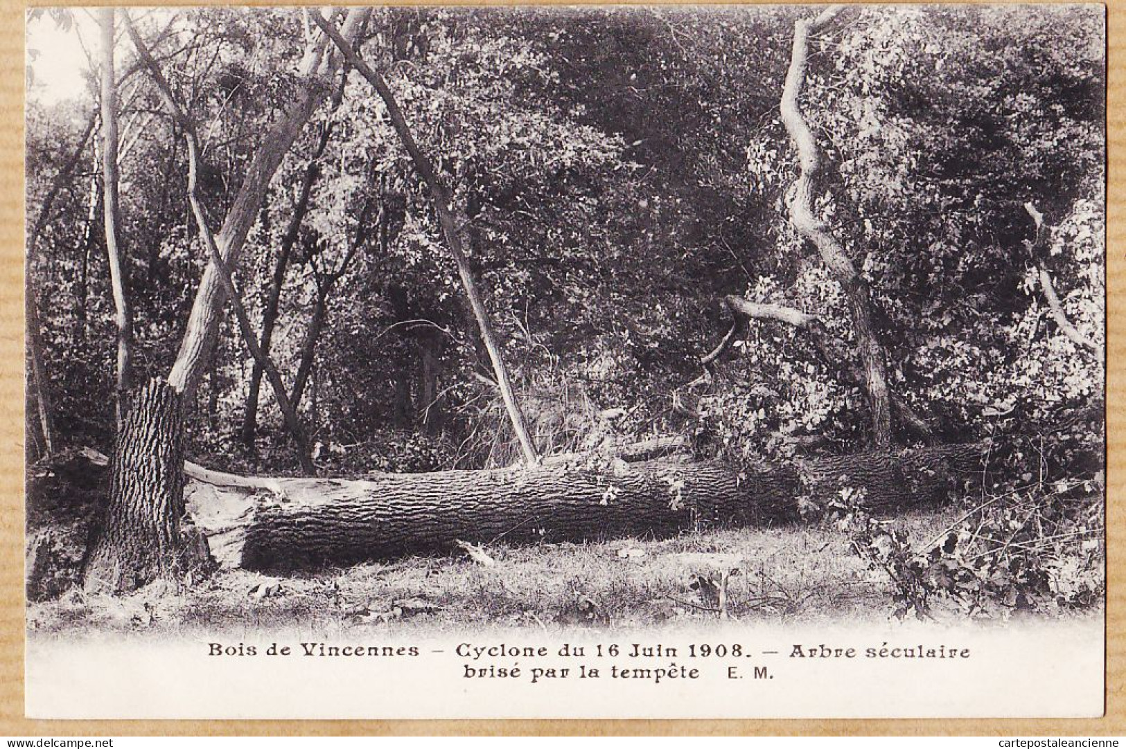 24240 /⭐ ◉  PARIS XII Bois VINCENNES Cyclone 16-06-1908 Arbre Séculaire Brisé Par Tempête DE LAUREZ à CARTIER St Germain - Distretto: 12