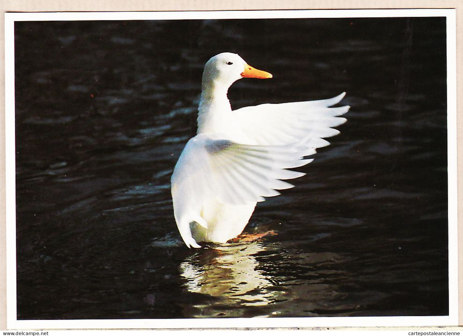 24250 /⭐ ◉  PARIS XVI BOIS De BOULOGNE Canard Domestique Photo Denis SEIGNEZ 1994- EDitions PVC CP-029 - Arrondissement: 16