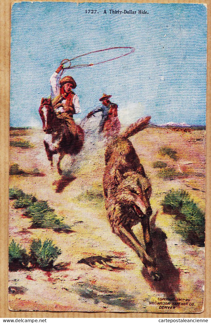 24019 / A Thirty-Dollar Hide By WILLIAMSON Chasse Coyote CHEYENNE Wyoming 1908 à Edmund MUELLER WALKER Friseur Strasbour - Cheyenne