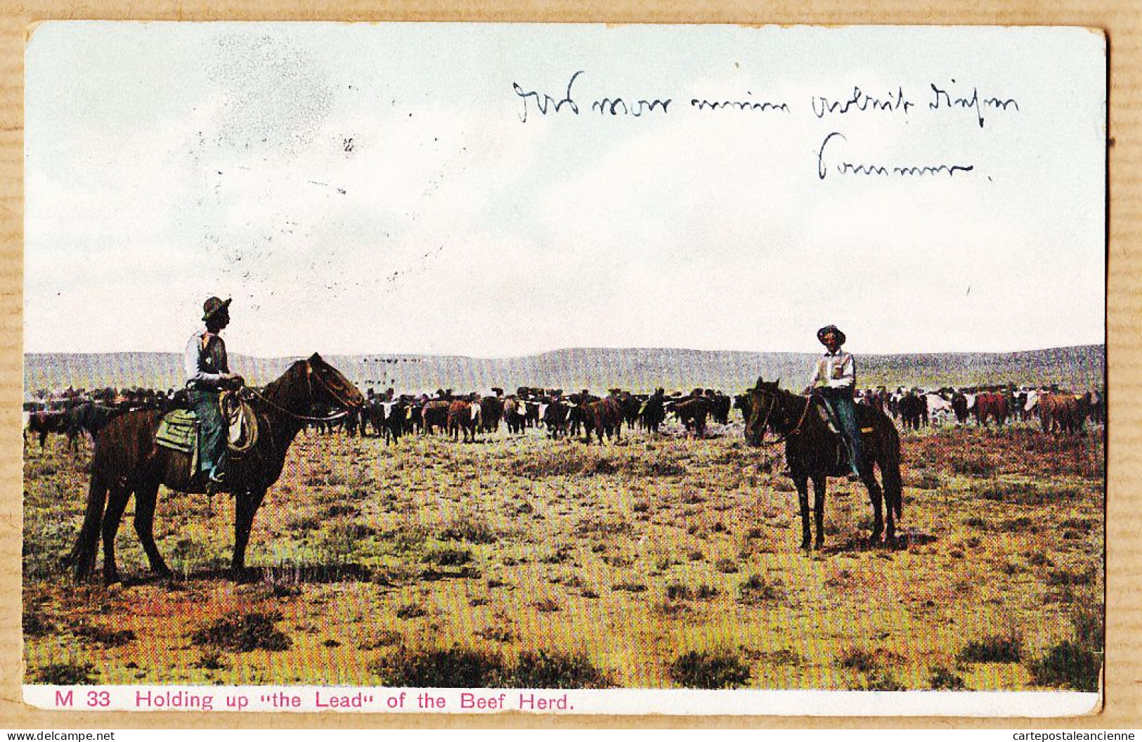 24018 / ⭐ ♥️ Holding Up LEAD Of The BEEF HERD Cow-Boys Troupeau STURGIS 1908 à MUELLER WALKER Friseur Strasbourg Elsass - Other & Unclassified