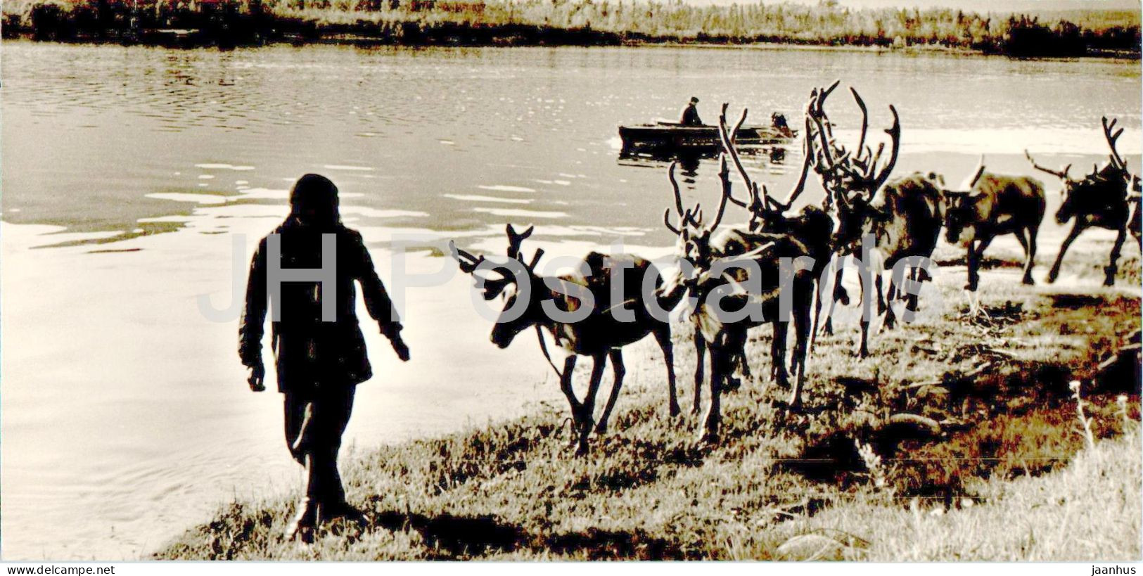 Lake Baikal - Northern Side Of The Lake - Reindeer - Animals - 1970 - Russia USSR - Unused - Russie