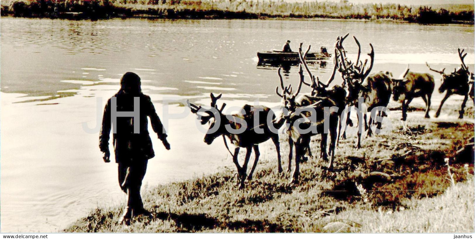 Lake Baikal - Northern Side Of The Lake - Reindeer - Animals - 1970 - Russia USSR - Unused - Rusland