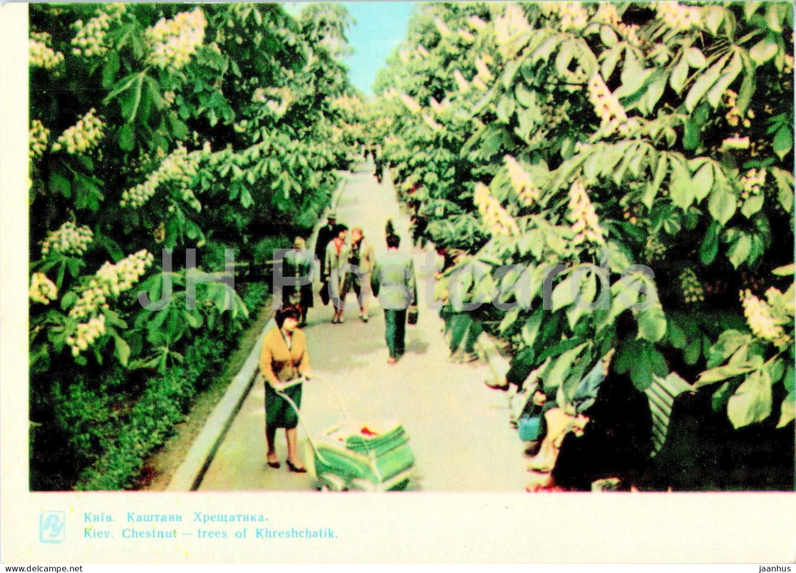 Kyiv - Chestnut Trees Of Khreshchatyk - 1964 - Ukraine USSR - Unused - Ukraine