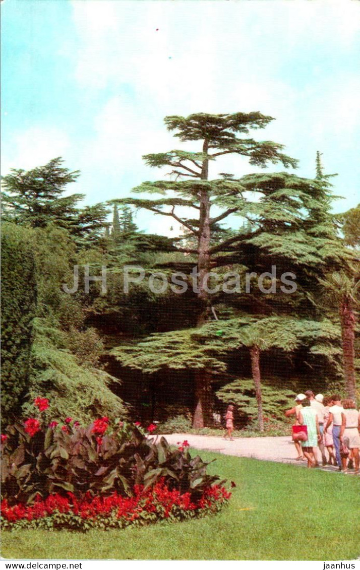 Nikitsky Botanical Garden - Cedar Of Lebanon - Cedrus Libani - Crimea - 1974 - Ukraine USSR - Unused - Ukraine