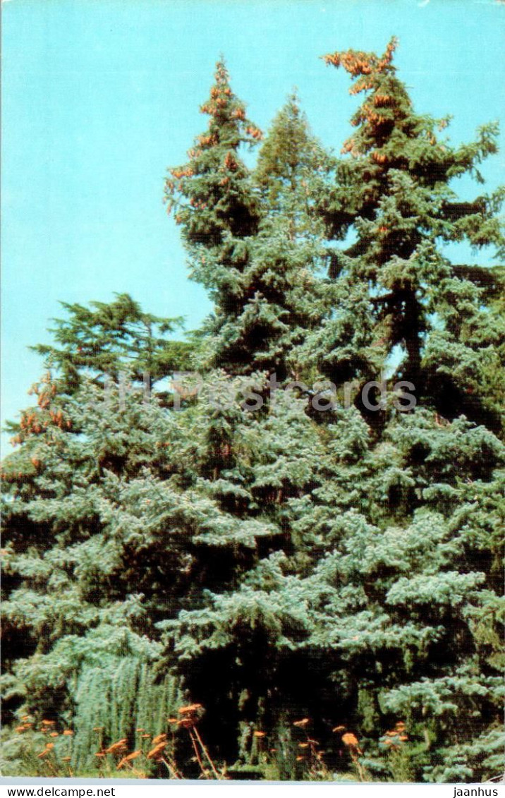 Nikitsky Botanical Garden - Spanish Fir - Abies Pinsapo - Crimea - 1974 - Ukraine USSR - Unused - Ukraine