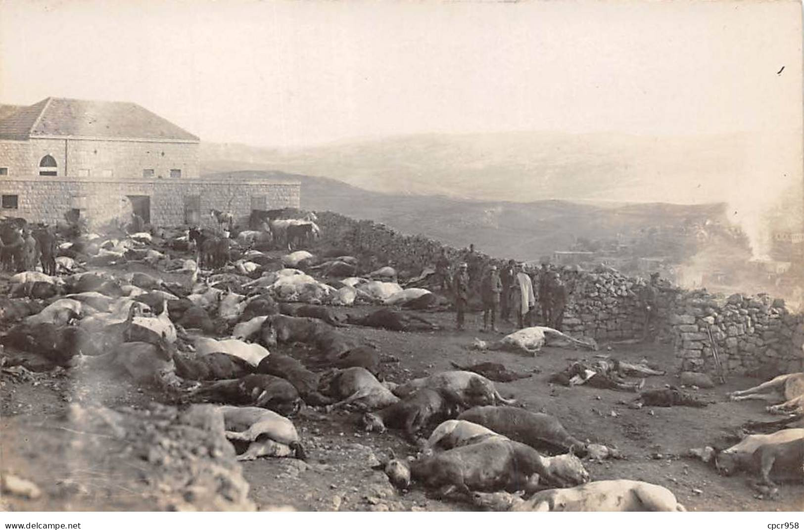 Liban - N°90678 - RACHAYA - Chevaux Morts Du 1er ... Etrangers - Carte Photo - Lebanon