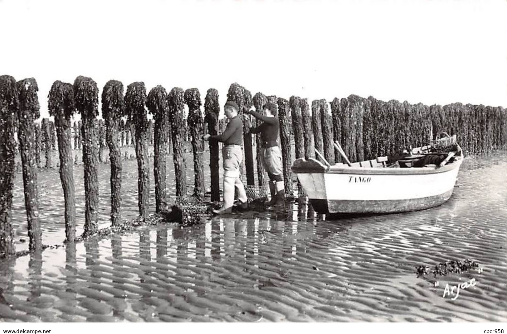 17. San67964. Ile D'oléron-boyardville. Récolte Des Moules De Bouchots. N°104. Edition Arjac Photo. Cpsm 9X14 - Ile D'Oléron