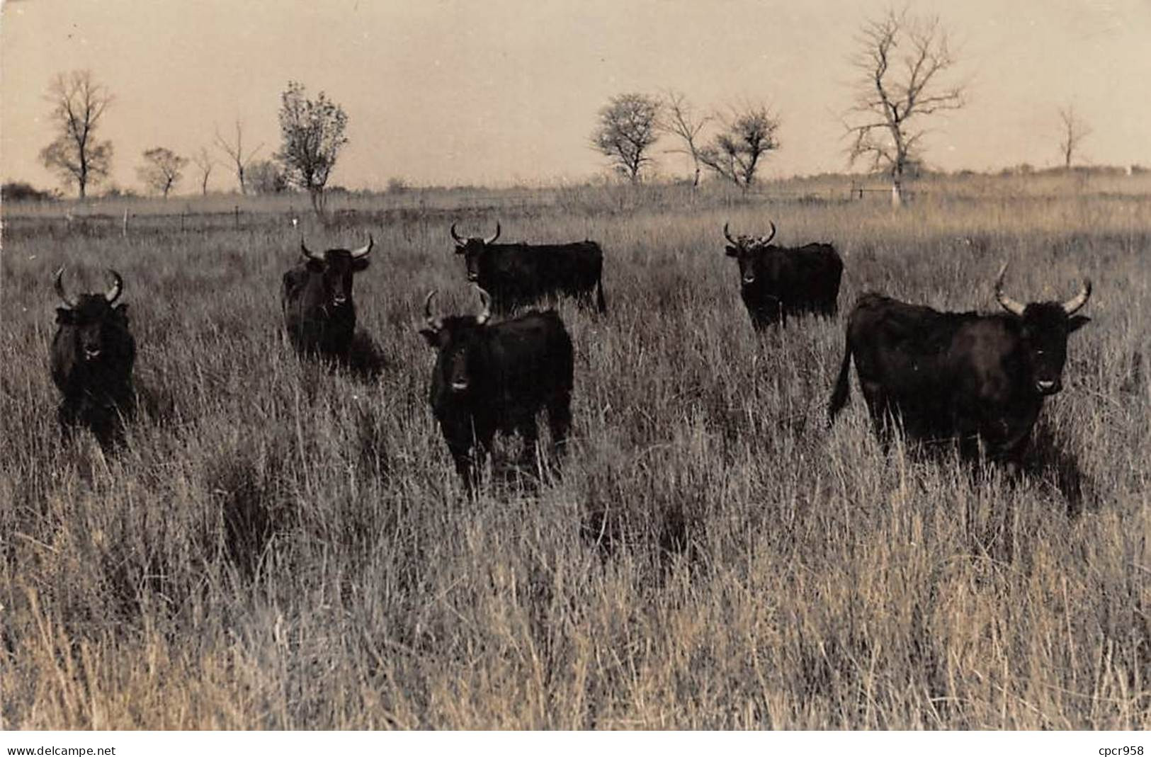 13 - N°91375 - Taureaux Dans Un Pré - Carte Photo George, à Localiser - Other & Unclassified