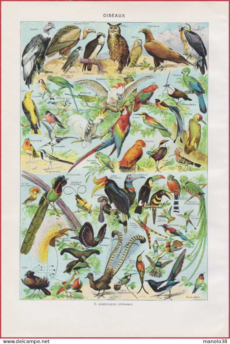 Oiseau. Rapace, Perroquet Et Autres. Oiseaux Utiles Et Nichoirs. Illustration Millot. Larousse 1948. - Historische Documenten