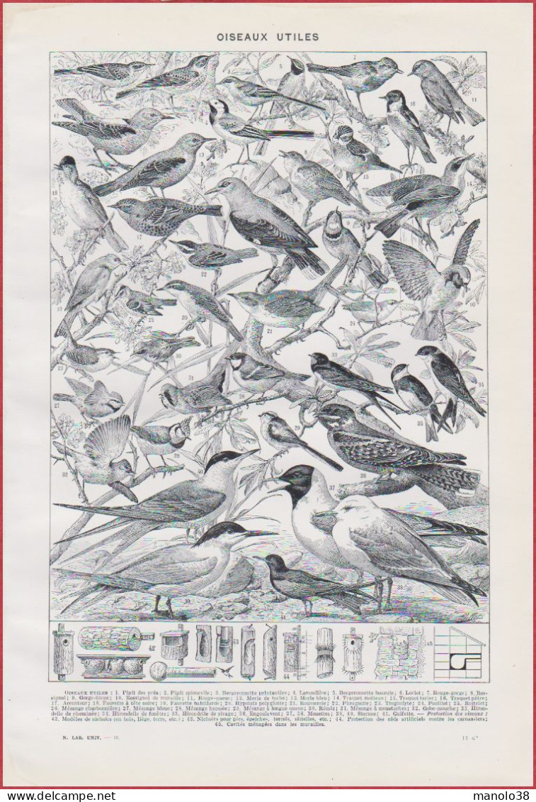 Oiseau. Rapace, Perroquet Et Autres. Oiseaux Utiles Et Nichoirs. Illustration Millot. Larousse 1948. - Historische Dokumente