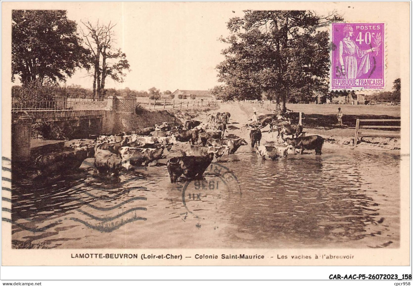 CAR-AACP5-41-0435 - LA MOTTE-BEUVRON - Colonie Saint-Maurice - Les Vaches à L'abreuvoir  - Lamotte Beuvron