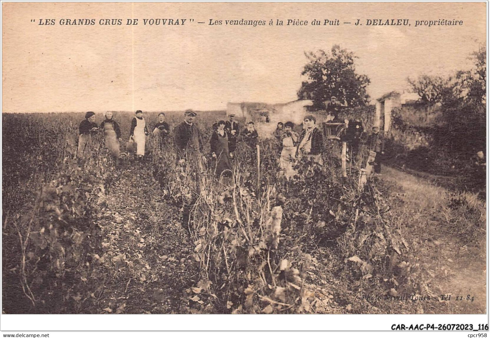 CAR-AACP4-37-0326 - Les Grands Crus De VOUVRAY - Les Vendanges à La Piece Du Puit - Agriculture - Vouvray