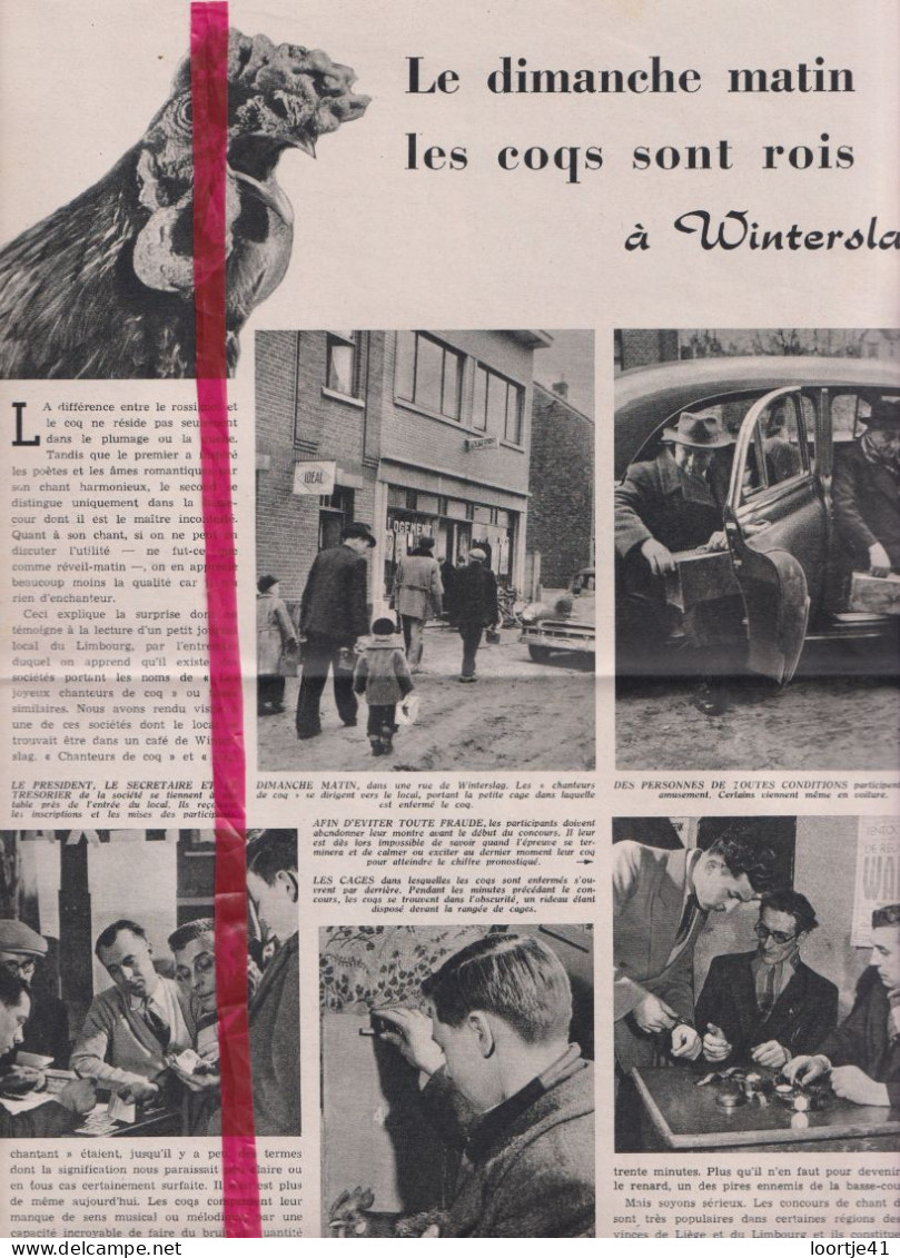Winterslag - Les Coqs Sont Roi , Hanen - Orig. Knipsel Coupure Tijdschrift Magazine - 1953 - Unclassified