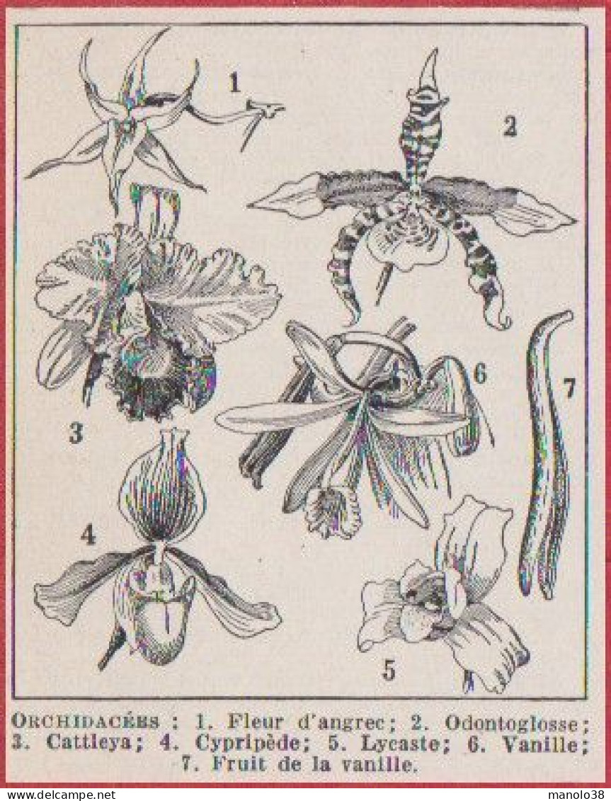 Orchidée. Divers Orchidées. Fleur D'angrec, Odontoglosse, Cattleya, Cypripède, Lycaste, Vanille, Fleur.. Larousse 1948. - Historical Documents