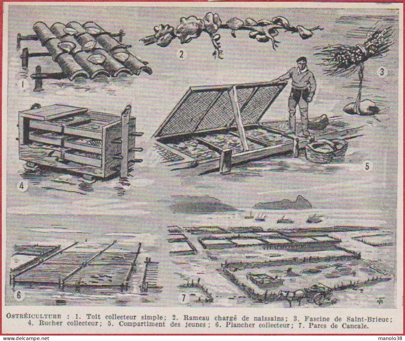 Ostréiculture. Huître. Fascine De Saint Brieux, Rameau Chargé De Naissain, Rocher Et Toit Collecteur ... Larousse 1948. - Documenti Storici