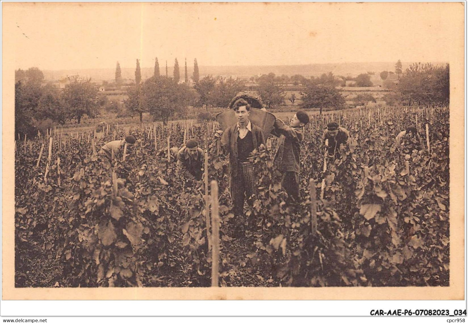 CAR-AAEP6-71-0522 - LE VIGNOBLE - La Vendange - Ecole D'Agriculture Et De Viticulture De Fontaines - Autres & Non Classés