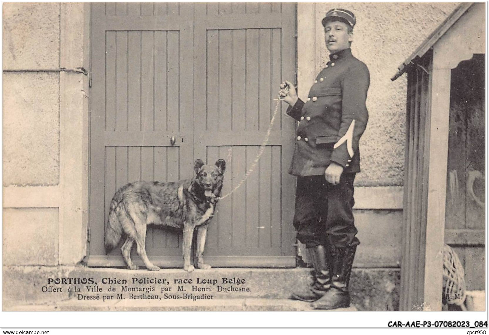 CAR-AAEP3-45-0245 - PORTHOS - Chien Policier - Race Loup Belge - Autres & Non Classés