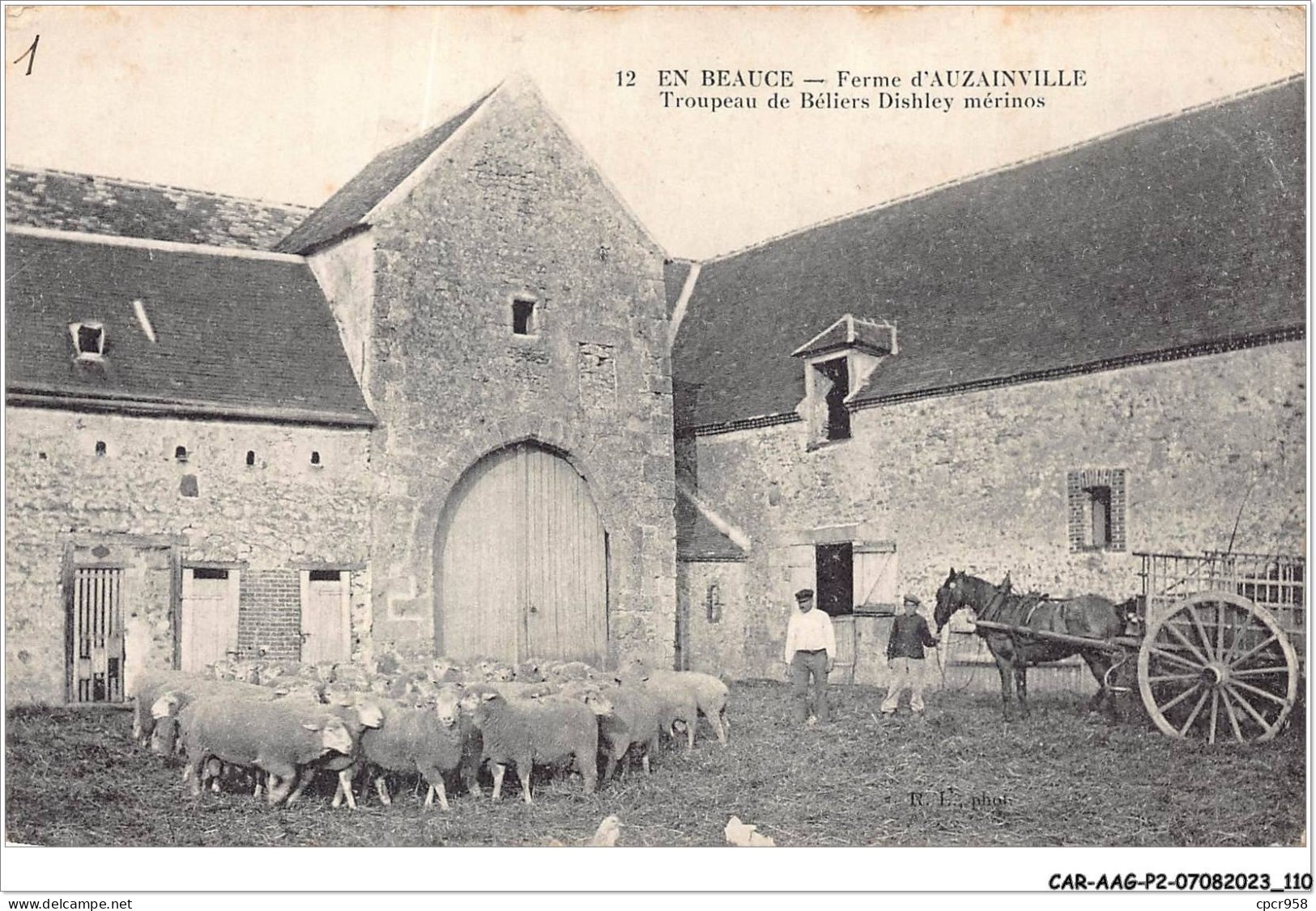 CAR-AAGP2-28-0164 - EN BEAUCE - Ferme D'AUZAINVILLE - Troupeau De Beliers Dishley Merinos - Autres & Non Classés