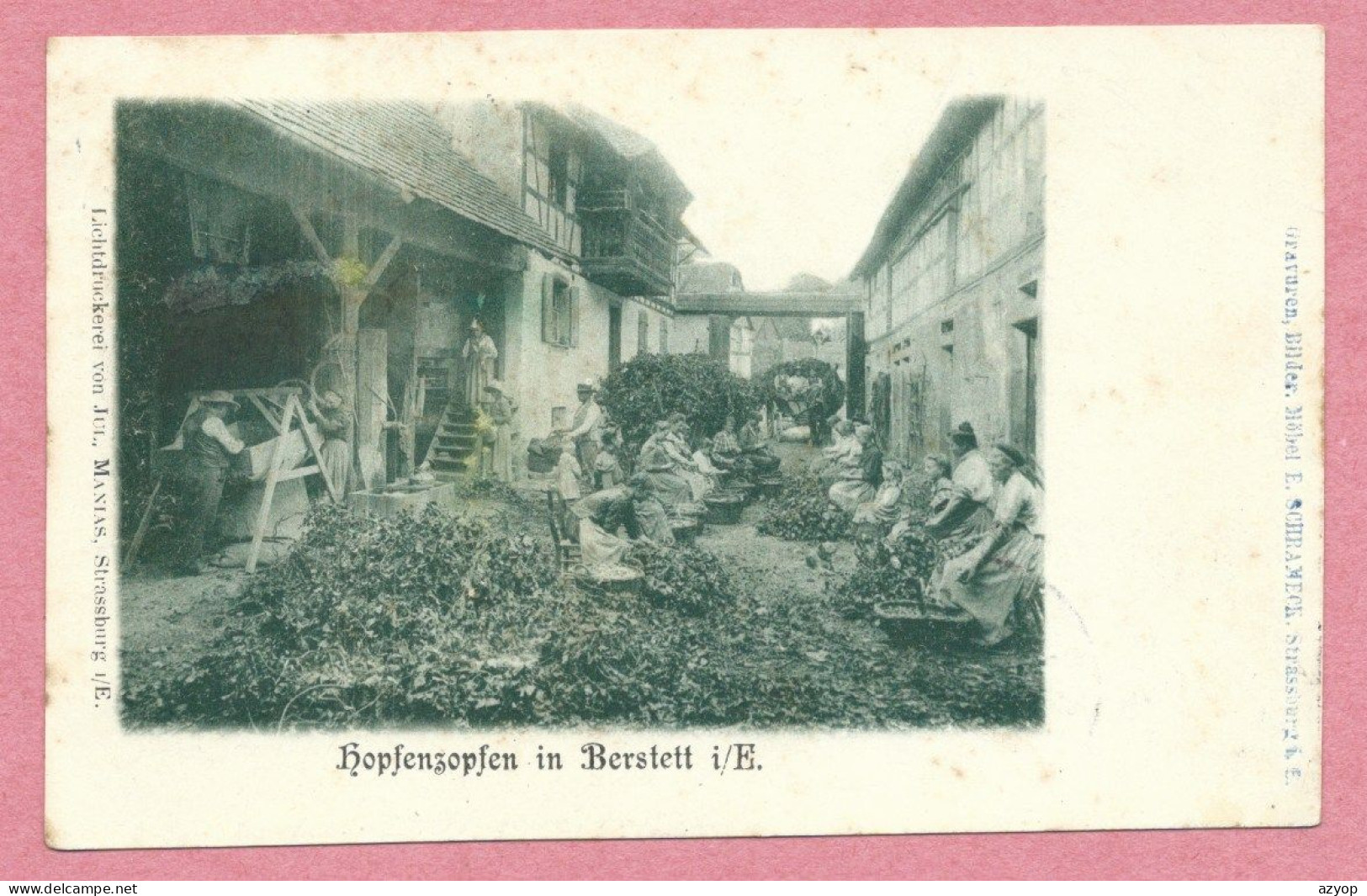 67 - BERSTETT - Hopfenzopfen - Tri Des Feuilles De Houblon - Autres & Non Classés