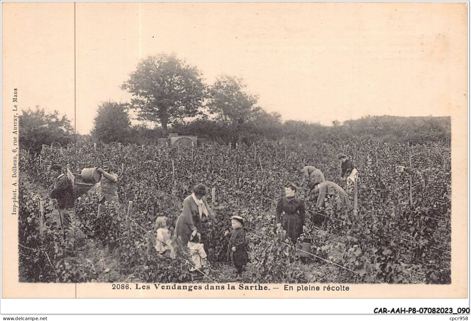 CAR-AAHP8-72-0715 - Les Vendanges Dans La Sarthe - En Pleine Récolte - Other & Unclassified