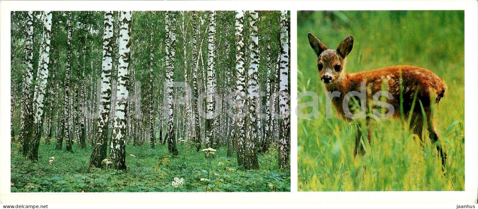 Bryansk - In The Forest - Animals - Deer - 1980 - Russia USSR - Unused - Rusland