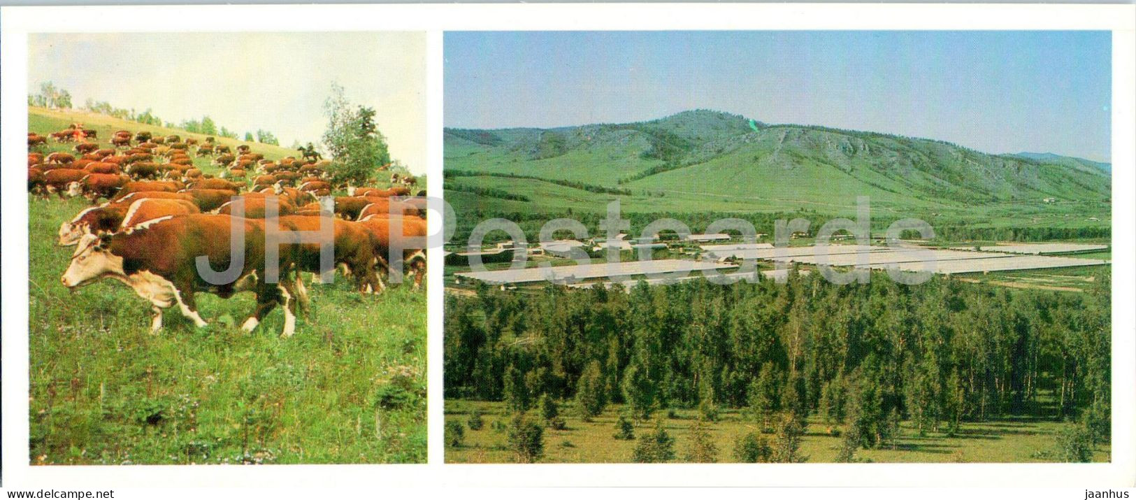 Animal Farm Khakassky - Sonsky State Farm Herefords - Cow - Animals - Khakassia - 1986 - Russia USSR - Unused - Rusland