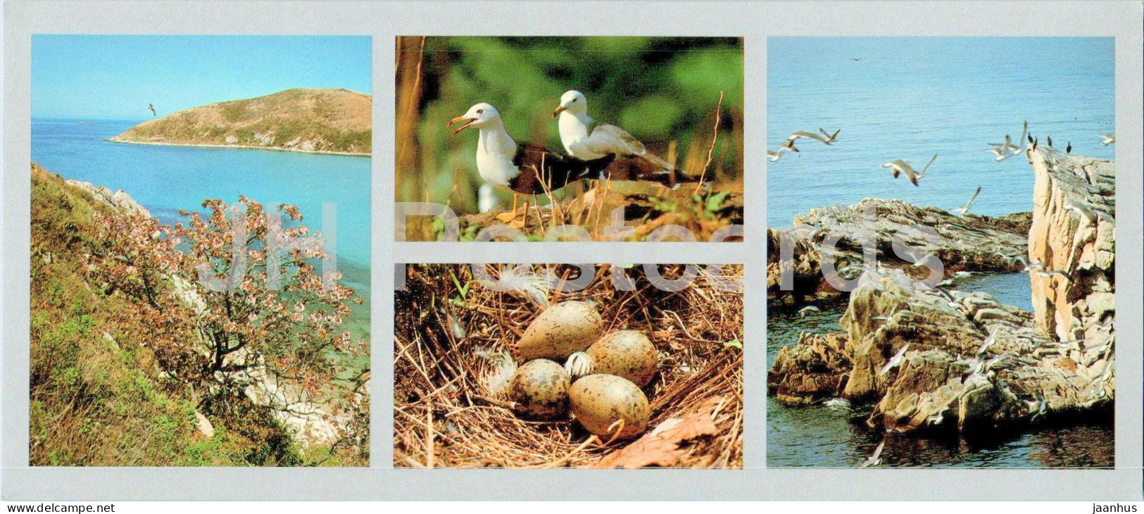 Bay Of The Peter The Great - Phurugelm Islands - Black-tailed Gull Nest - Birds - 1980 - Russia USSR - Unused - Russie