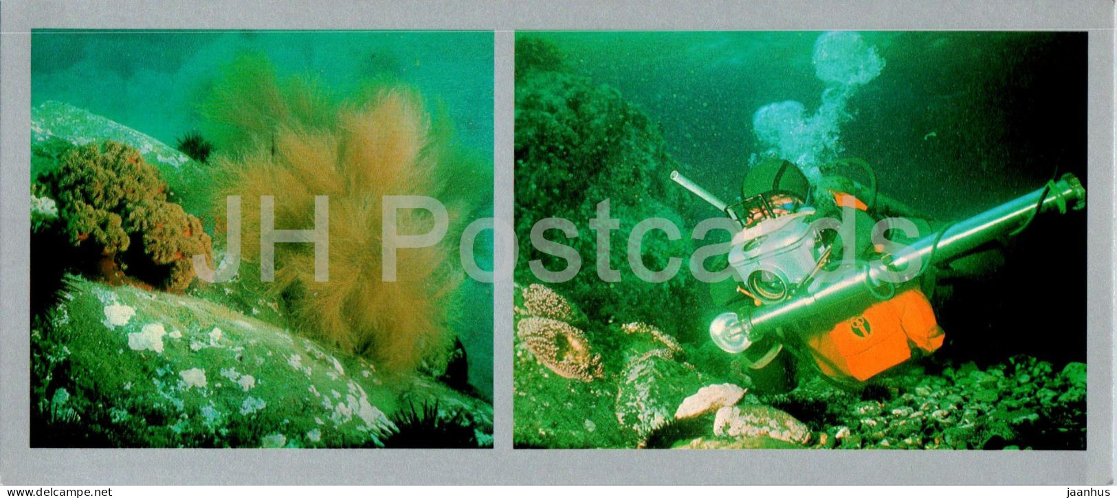 Bay Of The Peter The Great - Underwater Survey - Colony Of Actinias - Desmorestia Seaweed - 1980 - Russia USSR - Unused - Russie