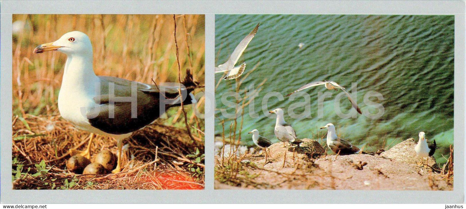 Bay Of The Peter The Great - Phurugelm Island - Black-tailed Gull - Birds - 1980 - Russia USSR - Unused - Russland