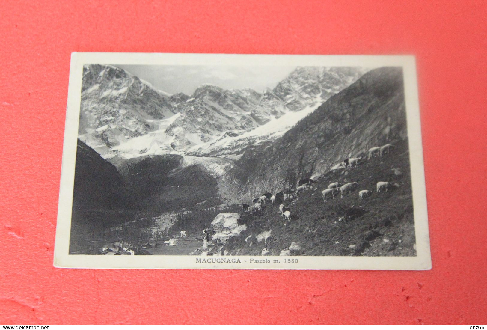 VCO Macugnaga Pascolo Di Pecore 1930 Ed. De Giorgi - Verbania