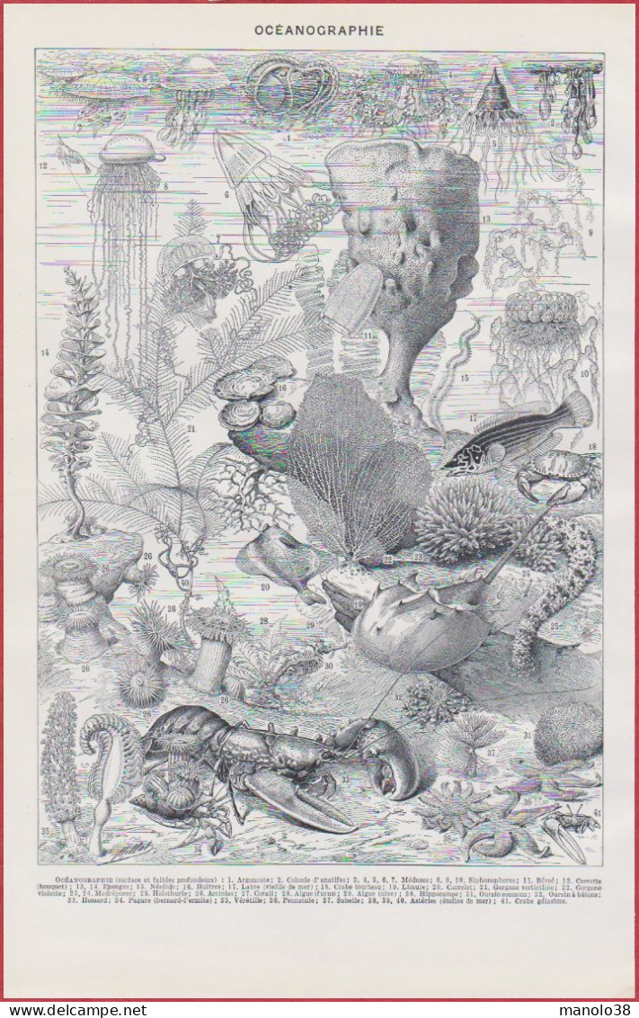 Océanographie. Faune Et Flore De L'océan. Illustration Adolphe Millot. Larousse 1948. - Historische Documenten