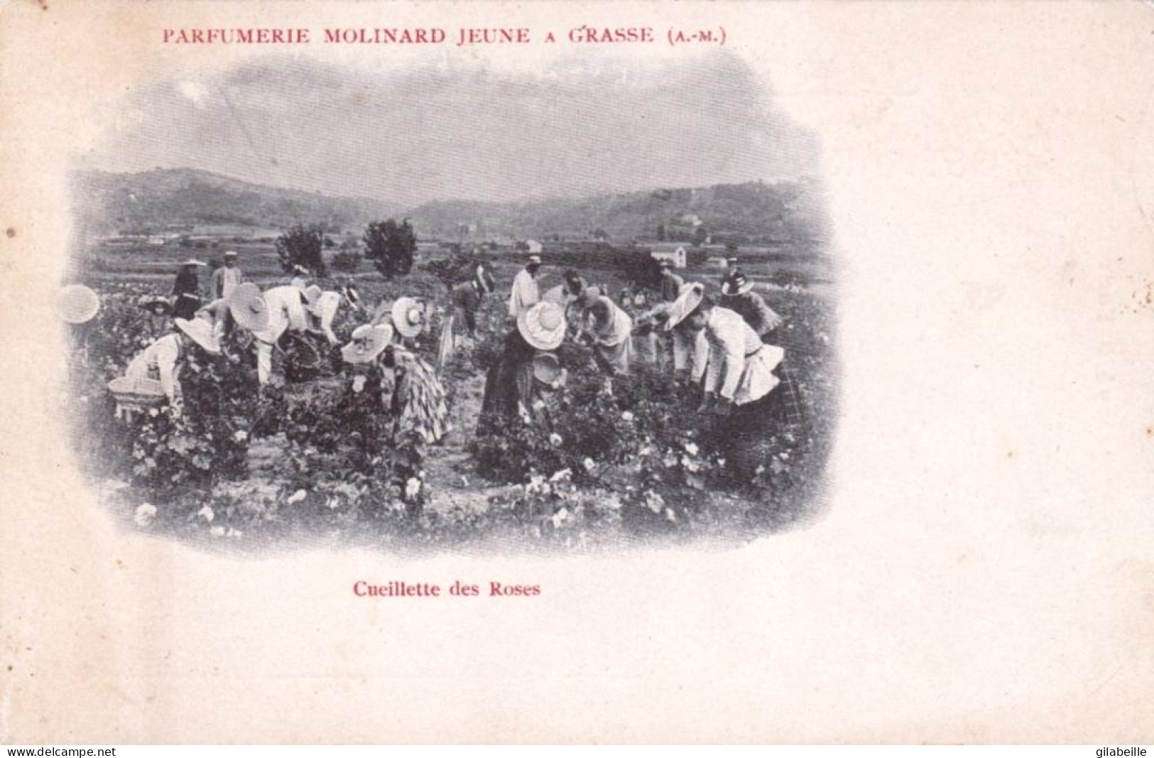 06 -  GRASSE - Parfumerie Molinard Jeune - Cueillette Des Roses - Grasse