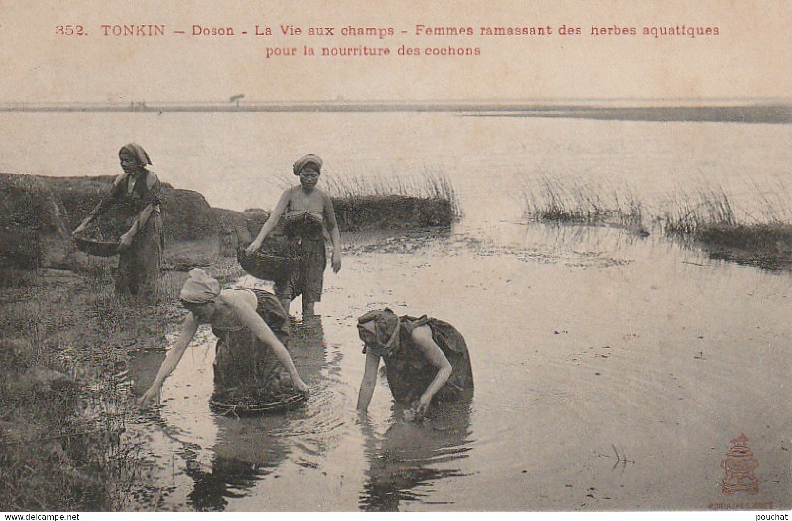 NE 12-  VIET NAM - TONKIN - DOSON - LA VIE AUX CHAMPS - FEMMES RAMASSANT DES HERBES AQUATIQUES - 2 SCANS - Vietnam