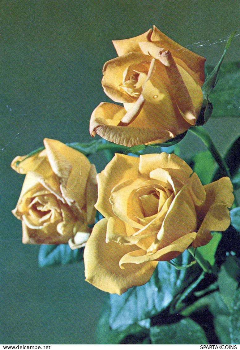 FIORI Vintage Cartolina CPSM #PAS026.A - Flowers