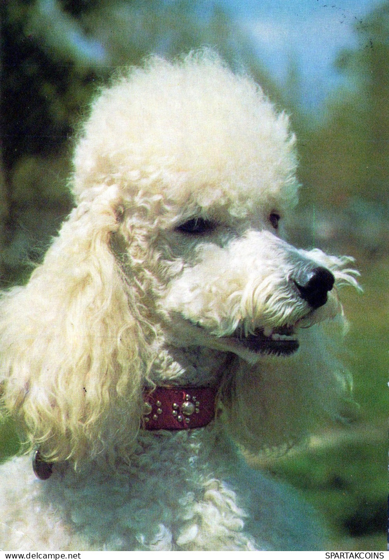 DOG Animals Vintage Postcard CPSM #PAN897.A - Perros