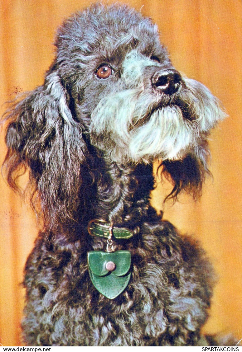 DOG Animals Vintage Postcard CPSM #PAN887.A - Perros
