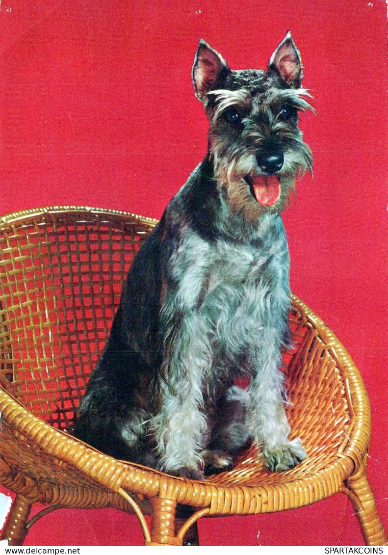 CANE Animale Vintage Cartolina CPSM #PAN889.A - Perros