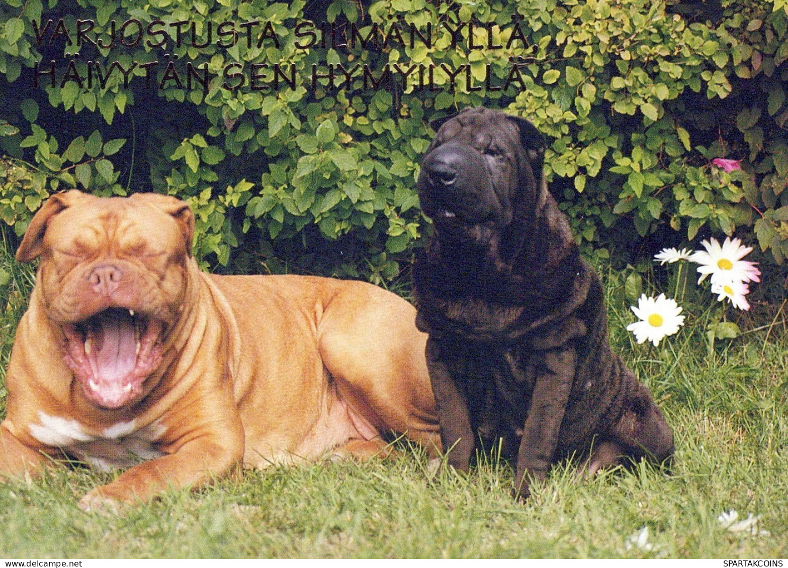 CHIEN Animaux Vintage Carte Postale CPSM #PAN670.A - Dogs