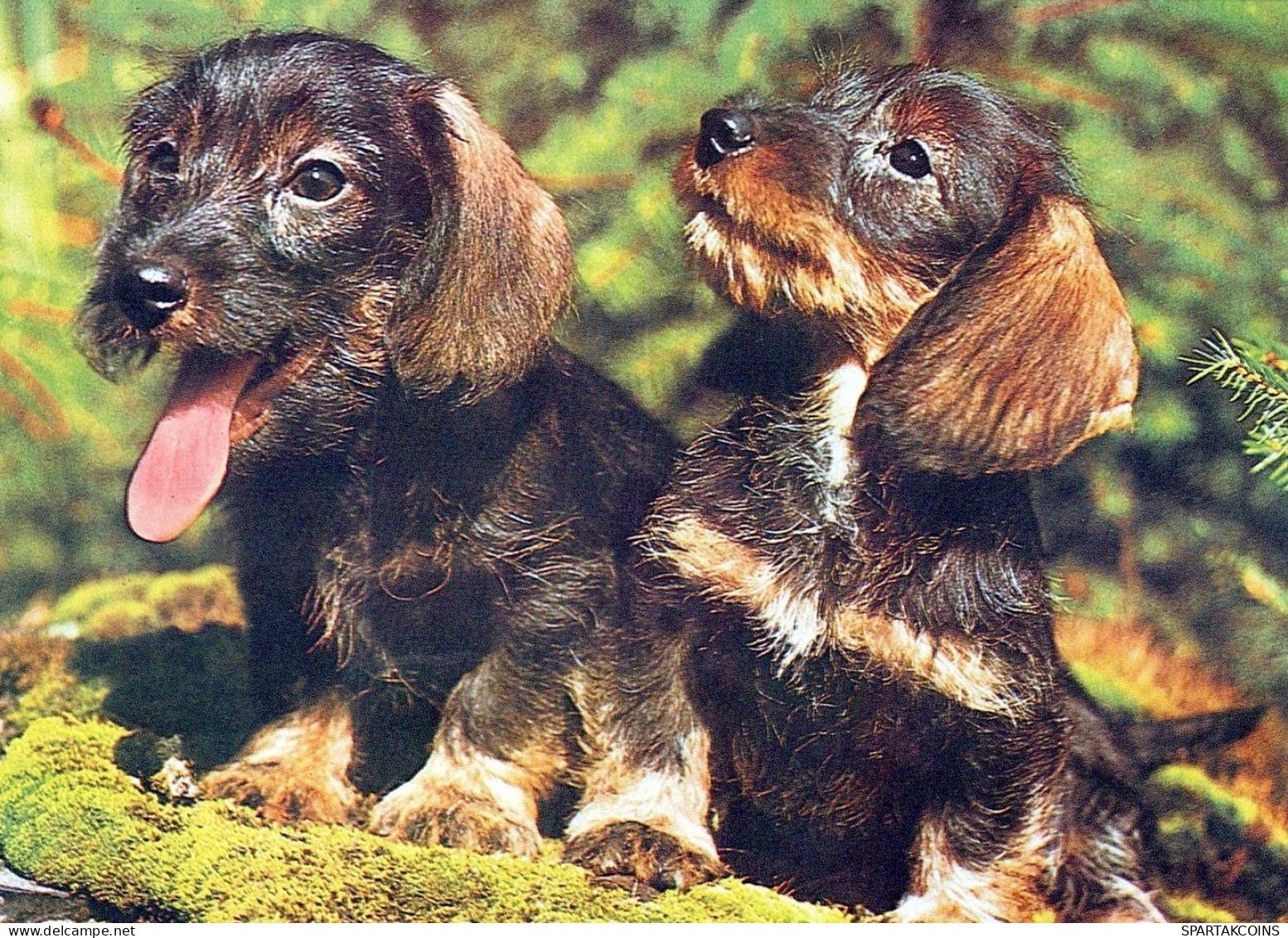 DOG Animals Vintage Postcard CPSM #PAN657.A - Perros