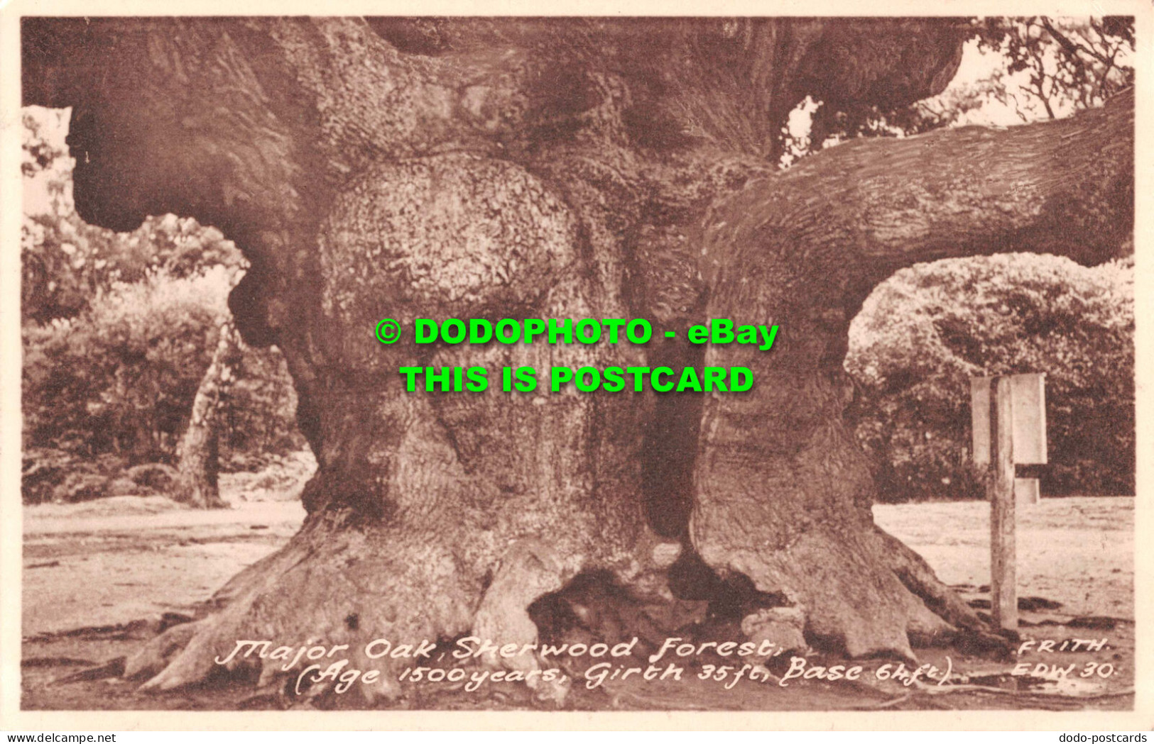 R549162 Sherwood Forest. The Major Oak. F. Frith - World
