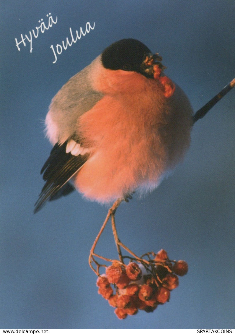 VOGEL Tier Vintage Ansichtskarte Postkarte CPSM #PAN381.A - Vogels