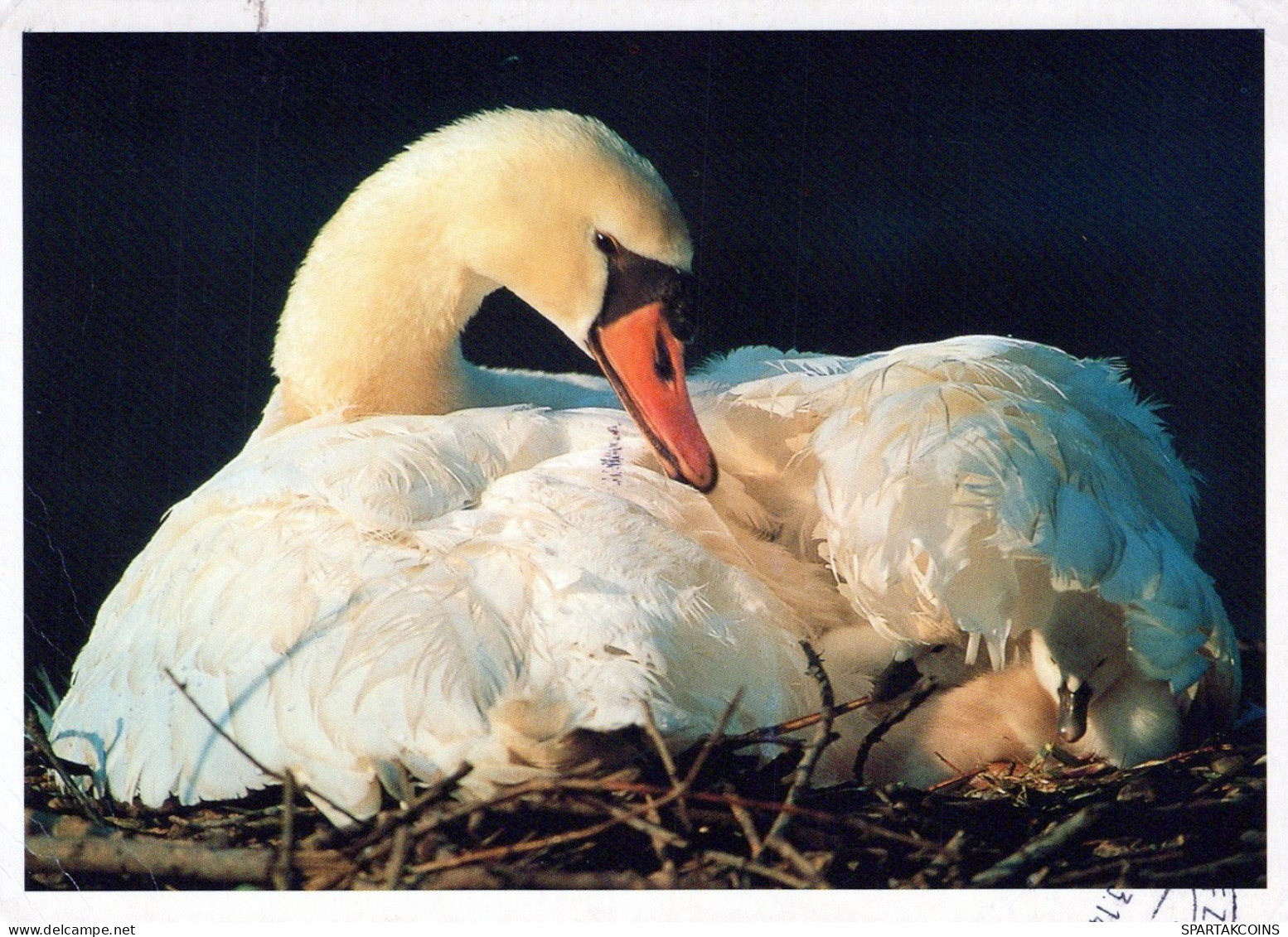 BIRD Animals Vintage Postcard CPSM #PAN362.A - Birds