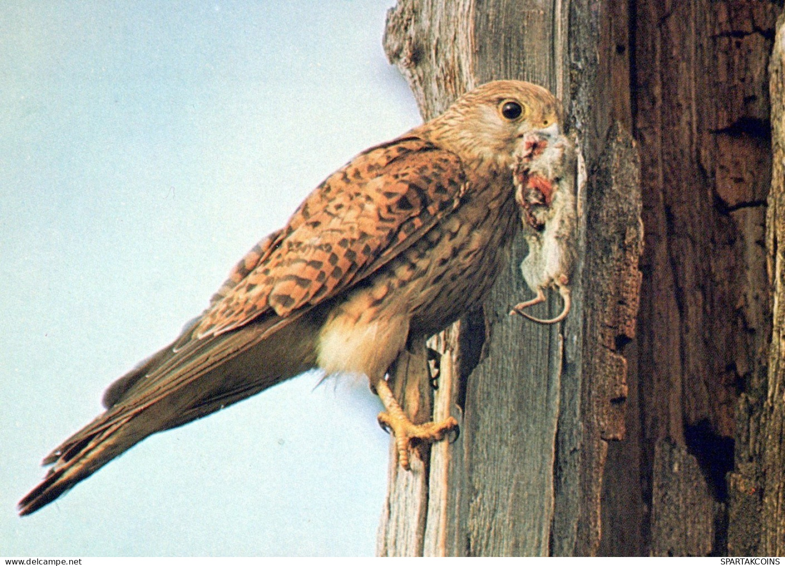 PÁJARO Animales Vintage Tarjeta Postal CPSM #PAN253.A - Oiseaux