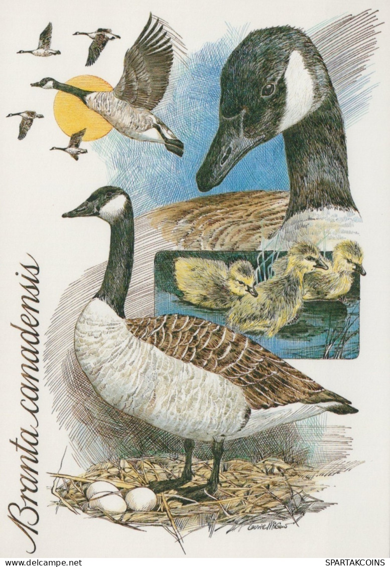 VOGEL Tier Vintage Ansichtskarte Postkarte CPSM #PAN101.A - Oiseaux