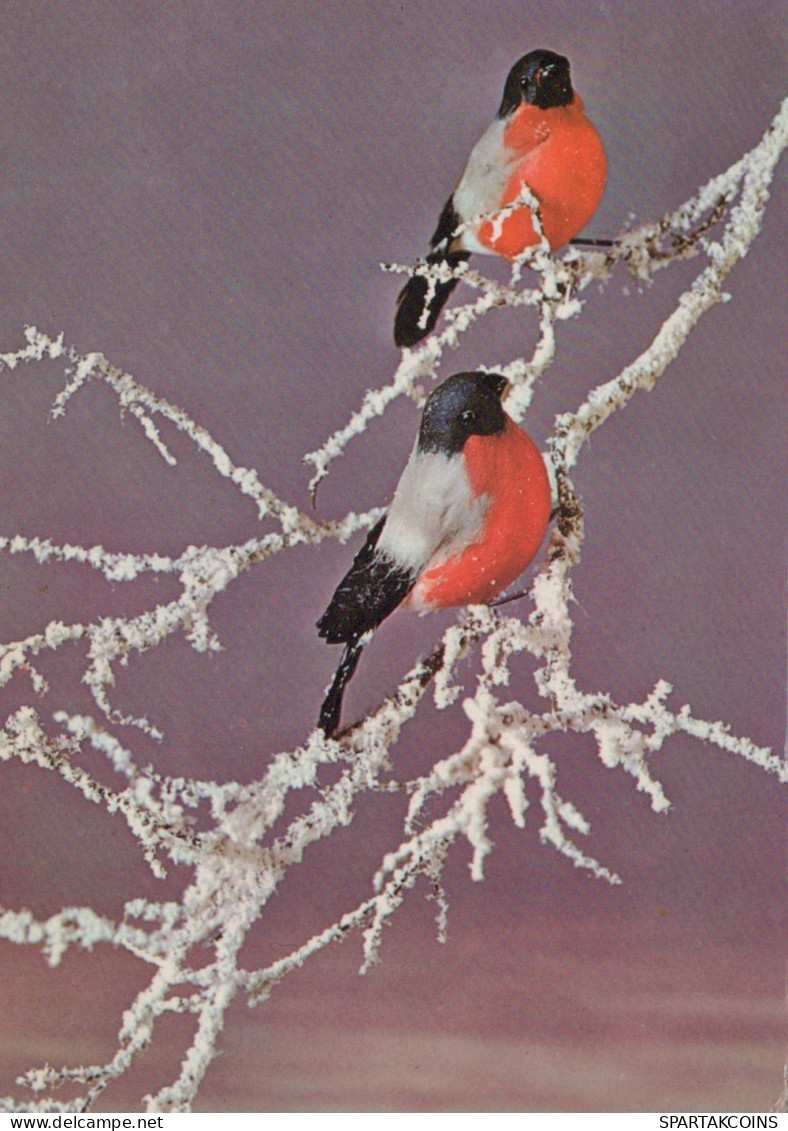 UCCELLO Animale Vintage Cartolina CPSM #PAM928.A - Birds