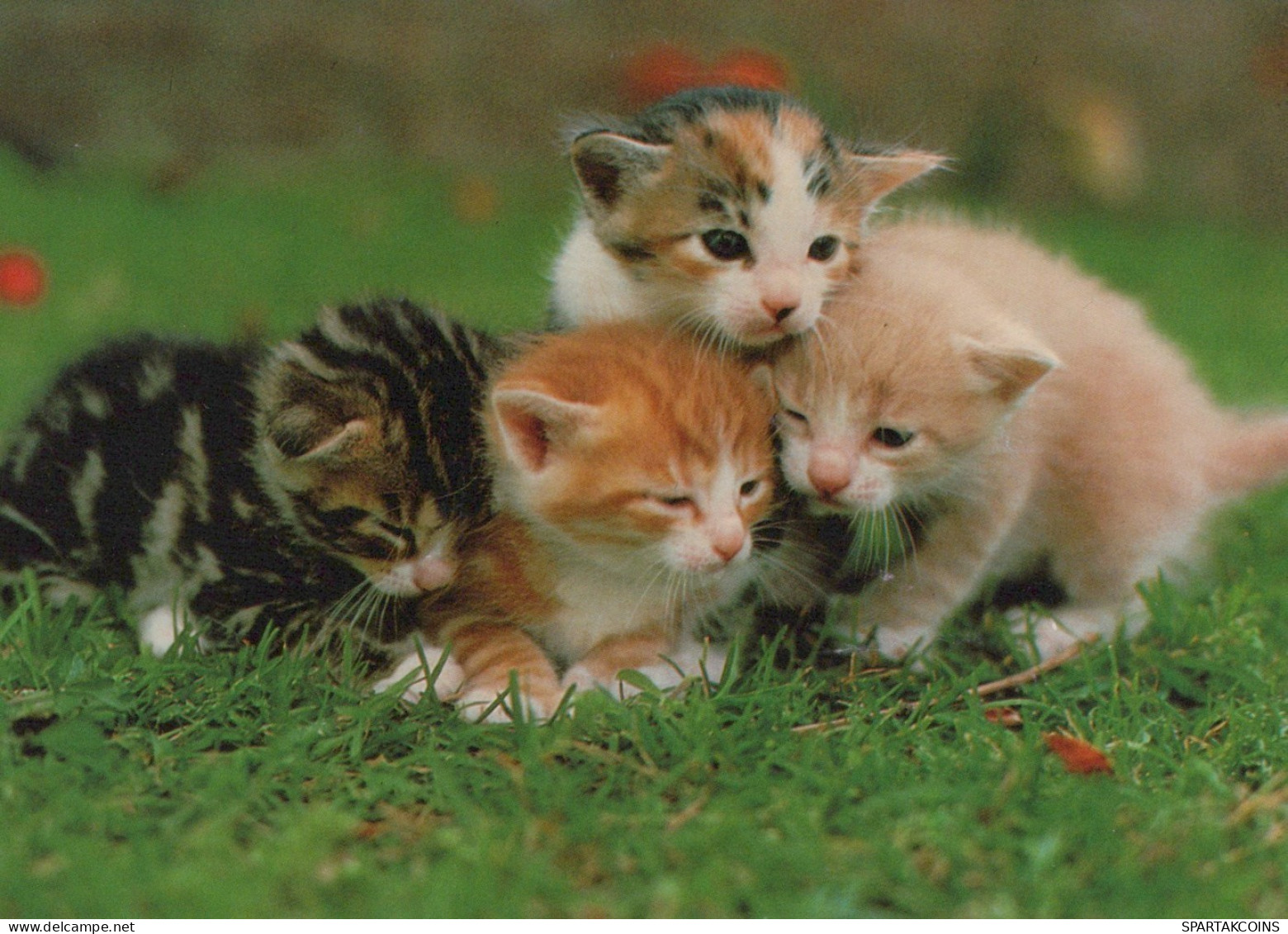 CAT KITTY Animals Vintage Postcard CPSM #PAM526.A - Gatos