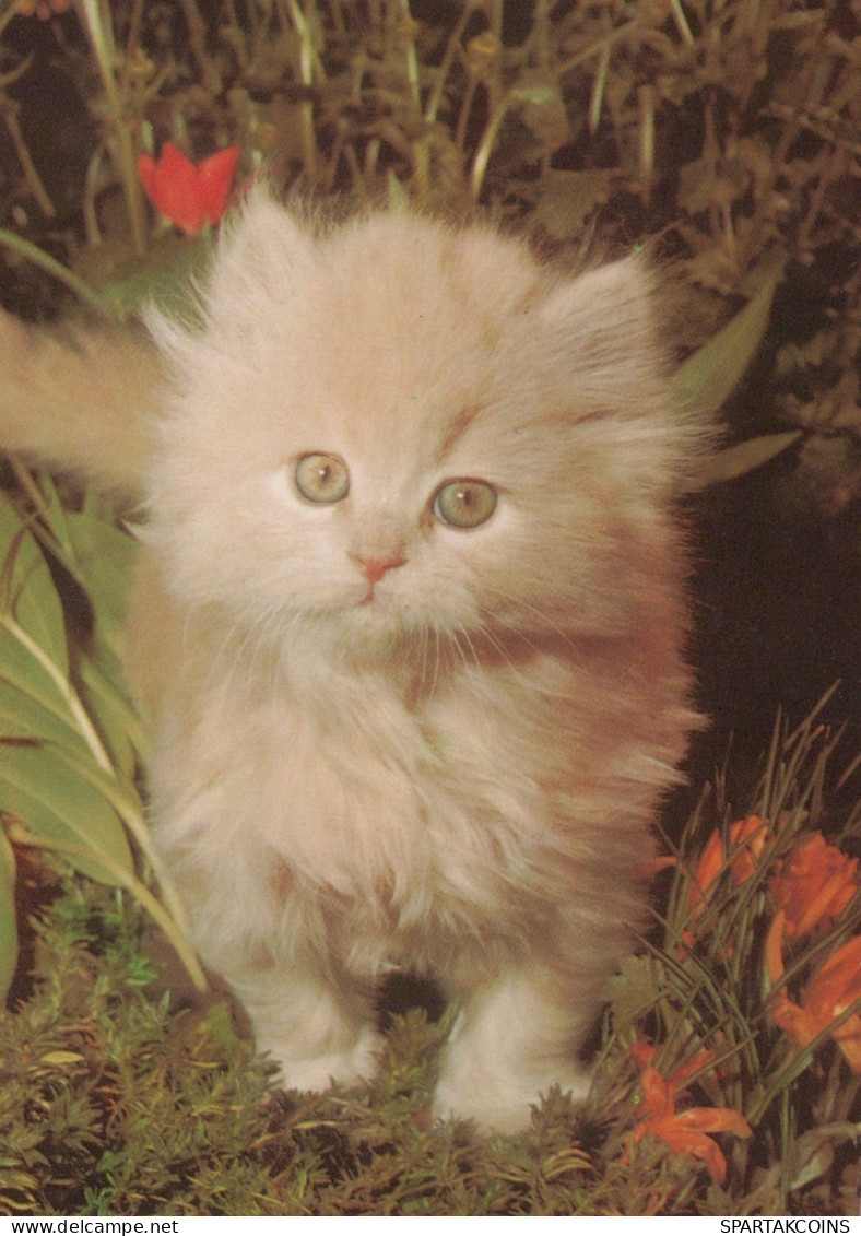 KATZE MIEZEKATZE Tier Vintage Ansichtskarte Postkarte CPSM #PAM485.A - Chats