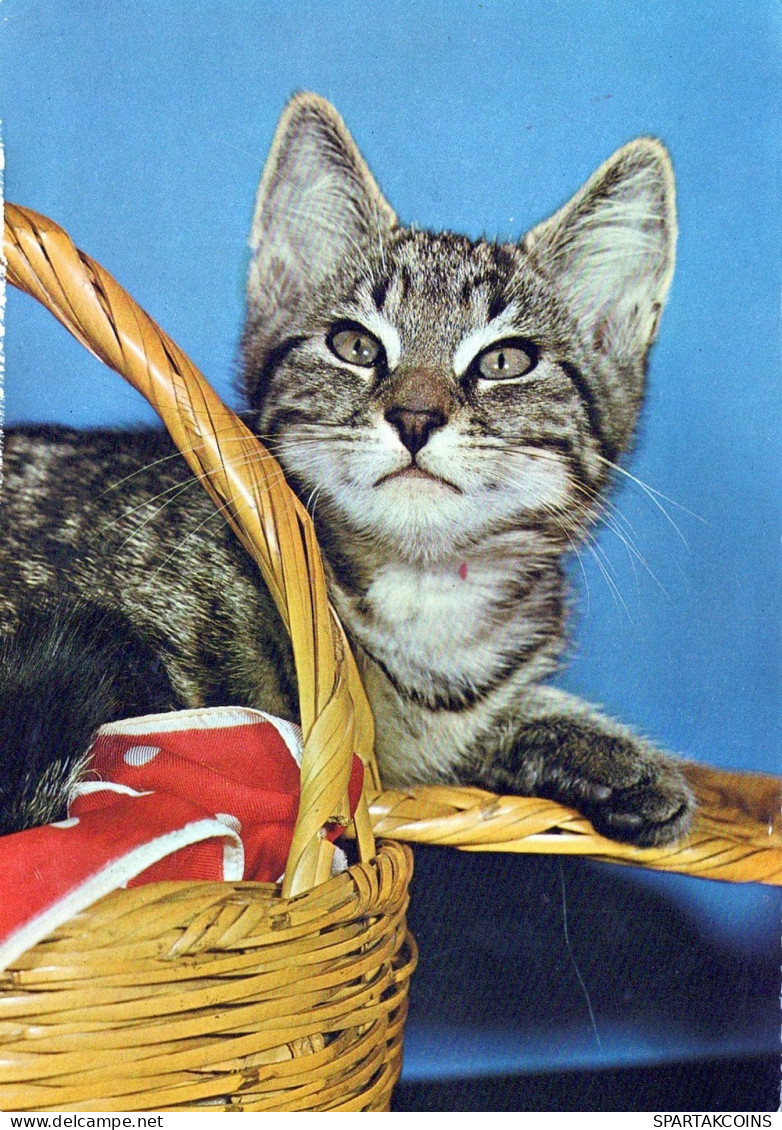 KATZE MIEZEKATZE Tier Vintage Ansichtskarte Postkarte CPSM #PAM455.A - Gatos