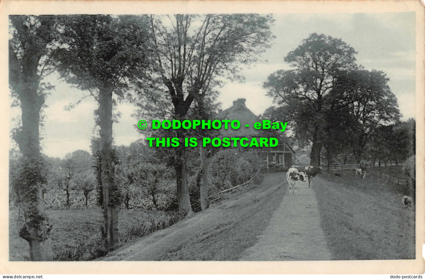 R549166 Cows On The Street. Postcard. 1907 - World