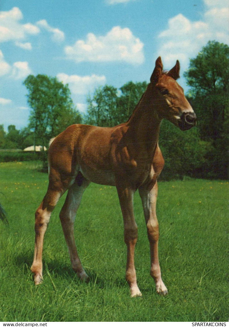 CABALLO Animales Vintage Tarjeta Postal CPSM #PBR845.A - Paarden